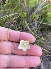 Parnassia glauca