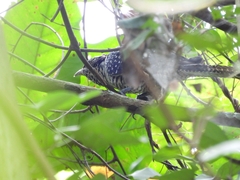 Eudynamys scolopaceus