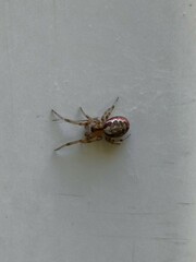 Larinioides cornutus