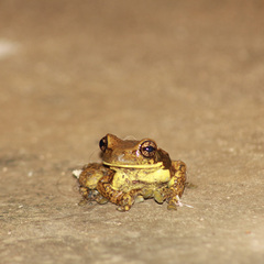 Trachycephalus typhonius