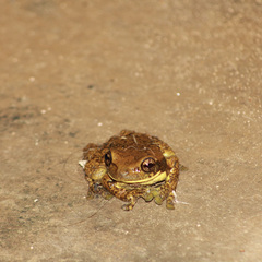 Trachycephalus typhonius