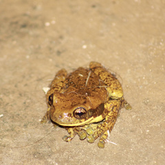 Trachycephalus typhonius