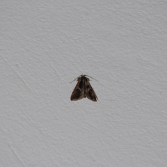 Noctuoidea