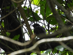 Eudynamys scolopaceus