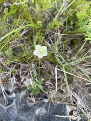 Parnassia glauca