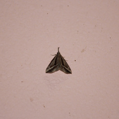 Ophiuche fufialis