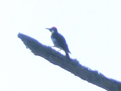 Melanerpes formicivorus