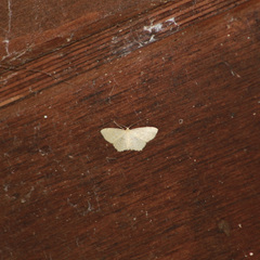 Scopula apparitaria