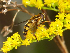 Helophilus fasciatus