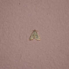 Pyraloidea