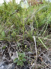 Parnassia glauca