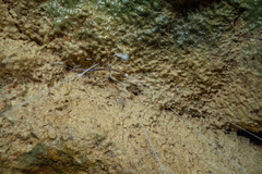 Arachnocampa luminosa