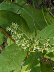 Platanthera elongata