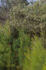 Casuarina obesa