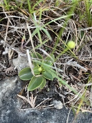 Parnassia glauca