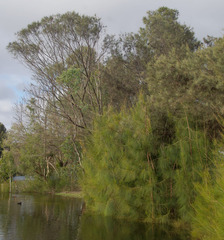 Casuarina obesa