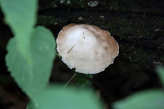 Pluteus petasatus