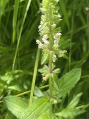 Stachys ajugoides