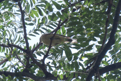 Setophaga castanea