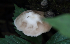 Pluteus petasatus