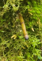 Xylaria polymorpha