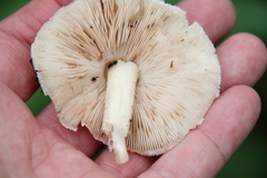 Pluteus petasatus