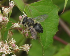 Megachile mendica