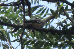 Setophaga castanea