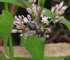 Megachile mendica