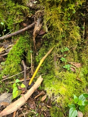 Xylaria polymorpha