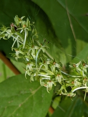 Platanthera elongata