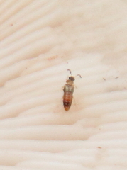 Willowsia nigromaculata