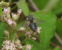 Megachile mendica