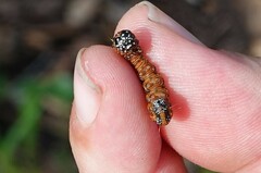 Omphalocera munroei