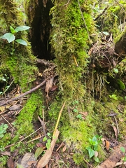 Xylaria polymorpha