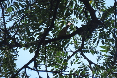 Setophaga castanea