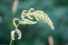 Echinochloa