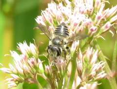 Megachile mendica