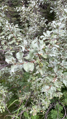 Elaeagnus commutata