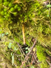 Xylaria polymorpha