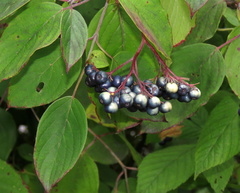 Cornus amomum