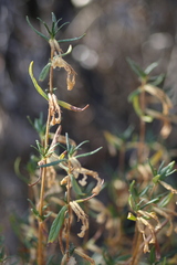 Diplacus aurantiacus