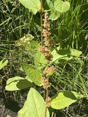 Rumex salicifolius