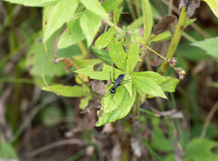 Pompilidae
