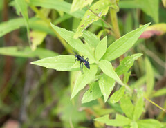 Pompilidae