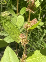 Rumex salicifolius