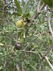 Diospyros texana