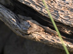 Hypena scabra