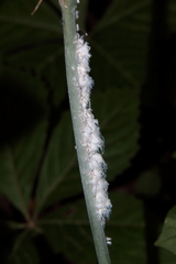 Prociphilus tessellatus