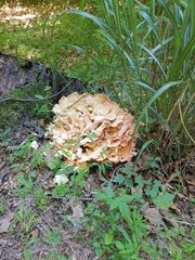 Laetiporus cincinnatus